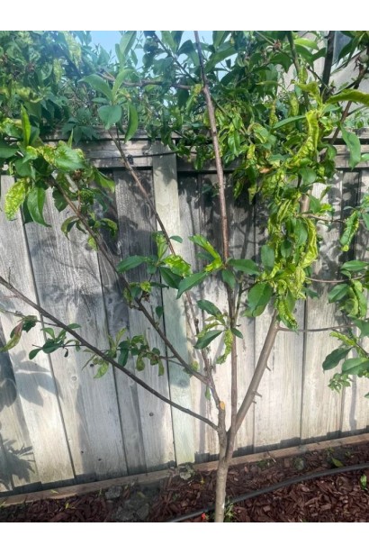 Слива червона Нектапріум -дерево в садку